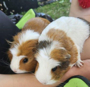 Two Female Guinea Pigs for Sale - Inverness