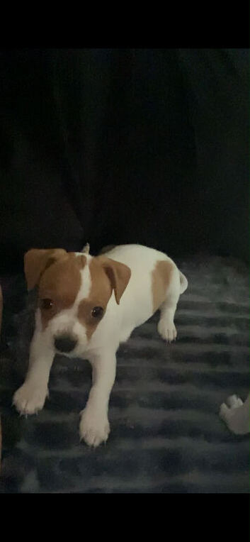 puppy