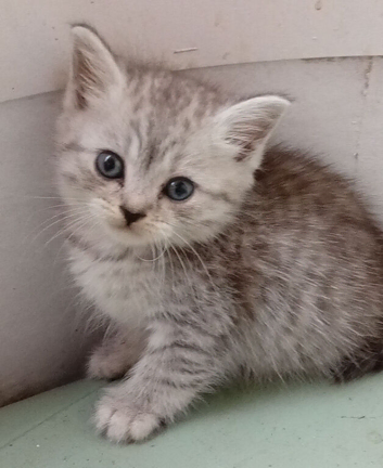 Blue mix Persian kittens