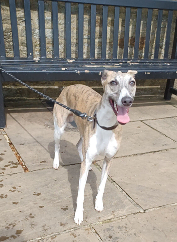 RKC Blue brindle dog