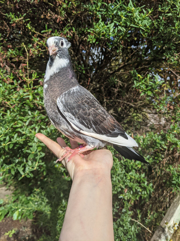 Hand tame pigeon!
