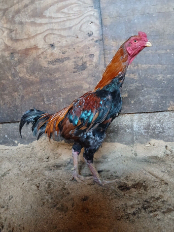 Asil shamo chickens