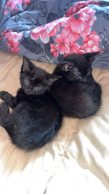 Kittens 8 weeks old Friday 11th sept