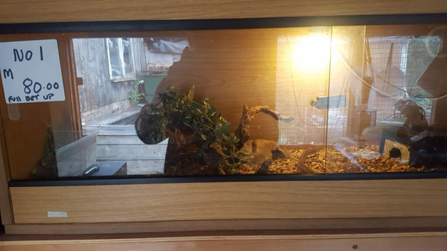 Corn snakes and vivs  for sale