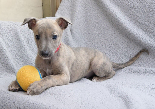 KC reg - Blue Brindle Boy