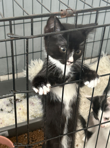 3 kittens 10 weeks old