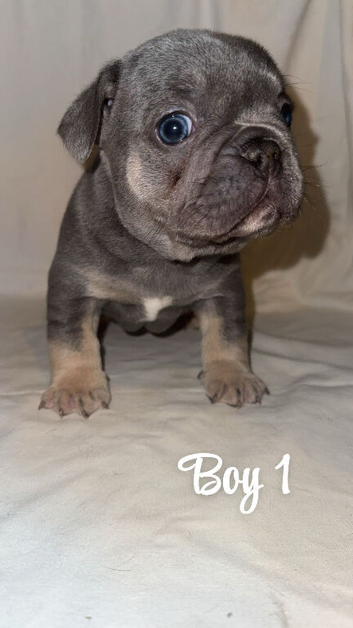French bulldog puppies