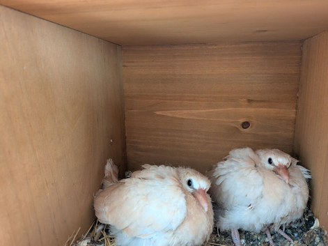 Beautiful Magician,s Doves (Java Dove,s)