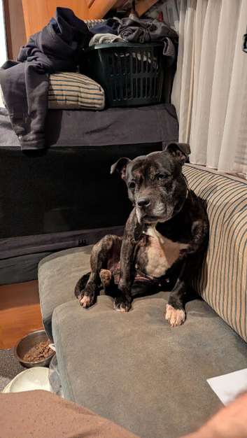 Staffy for rehoming
