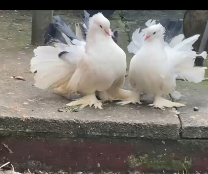 A beautiful pair of Fantail