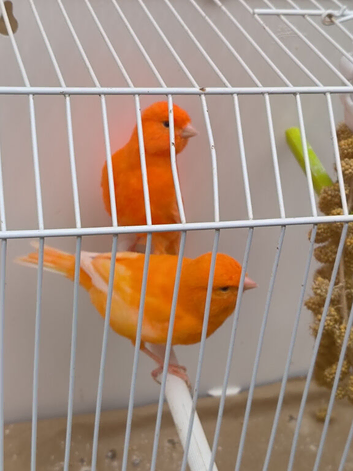 Red Factor canaries. Male and female.