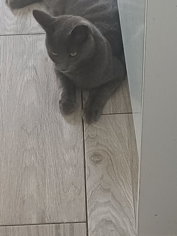 6 month old male