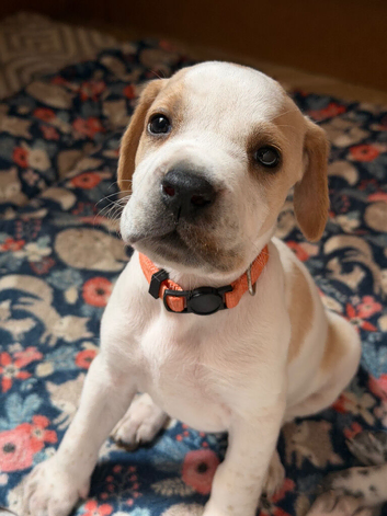 Stunning Pedigree pointer puppies- will steal your heart
