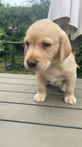 Outstanding Labrador kennel club registered puppies for sale.