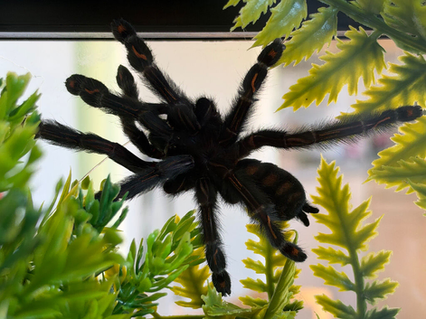 4 Female tarantulas!