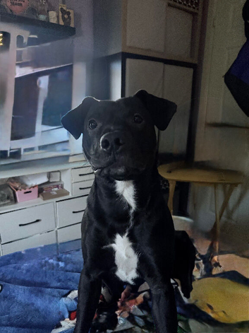 Looking to rehome my puppy