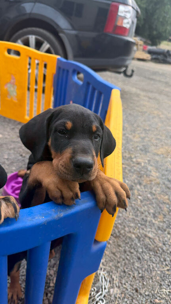 Stunning Dobermann X Huntaway Puppies