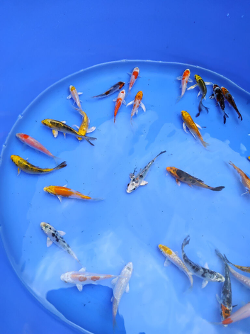 koi for sale &pound;5