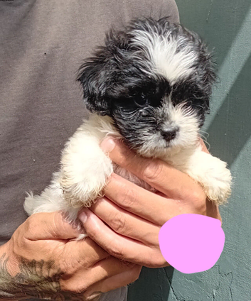 Tiny Jackapooshih pups available