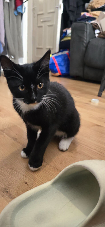 15 week old female kitten
