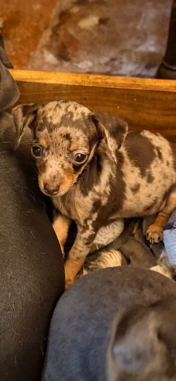 Stunning chiweenie puppies