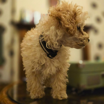 Beautiful toy poodle cross