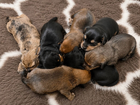 Miniature dachshunds - KC Registered