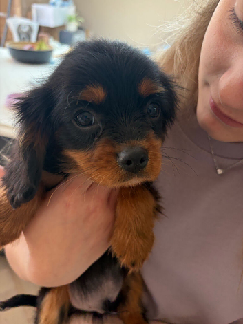 KC reg & health tested parents . Cavalier  puppies