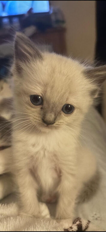 PEDIGREE RAGDOLL KITTENS READY NOW