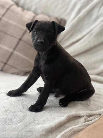 Patterdale x Lakeland terrier pups 1 girl left