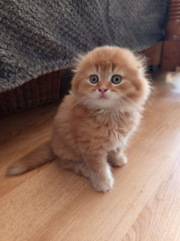 Kittens ready for rehoming