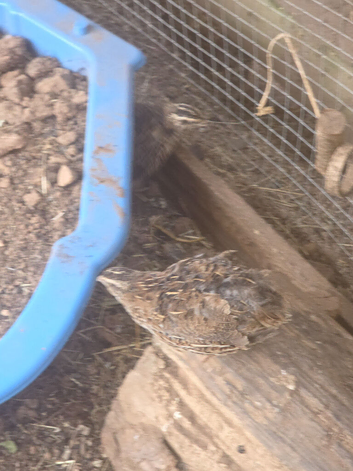5 female quails for sale
