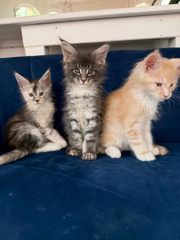 European Pure-breed Maine Coon Kittens. Delivery available!