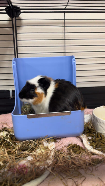 Two female guinea pigs