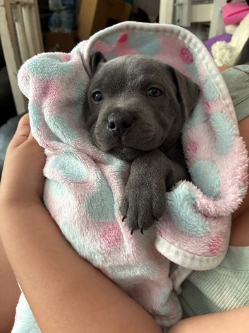Beautiful KC registered Blue Staffordshire bull terriers