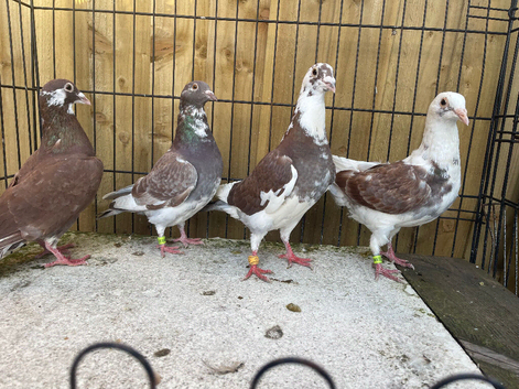 Top line racing pigeons for sale in Birmingham