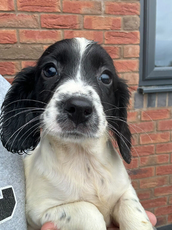 Ess puppies