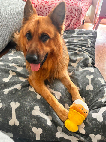 German shepherd