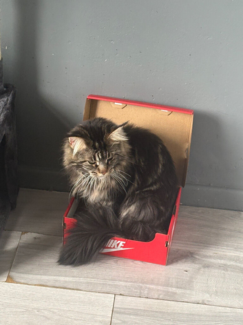 Maine coon cat for sale &pound;600
