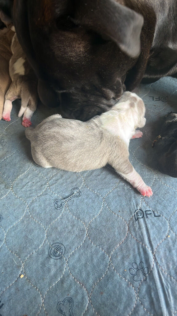 Beautiful littler of puppies