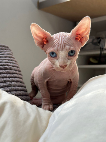 Male Sphynx kittens Ready Now