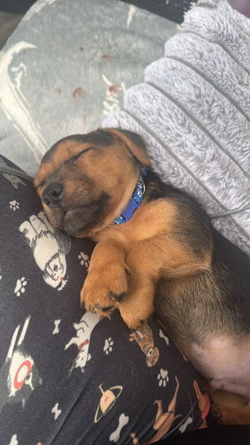 Jack Russell puppy