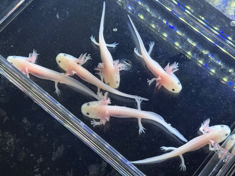 Axolotl babies