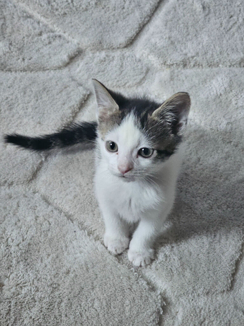 Kittens ready for their forever home