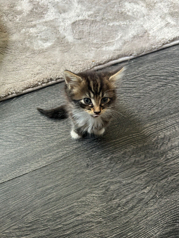 Tabby kitten