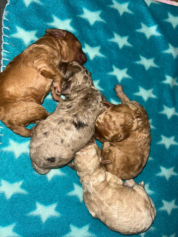 Miniature cockapoo puppies