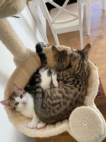3 beautiful bengal cross kittens