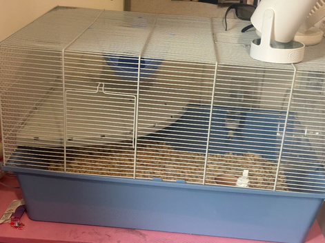 Hamster and cage