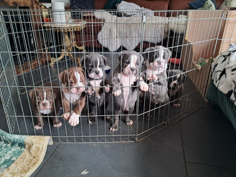 Old tyme bulldog