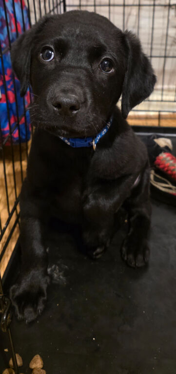 Labrador